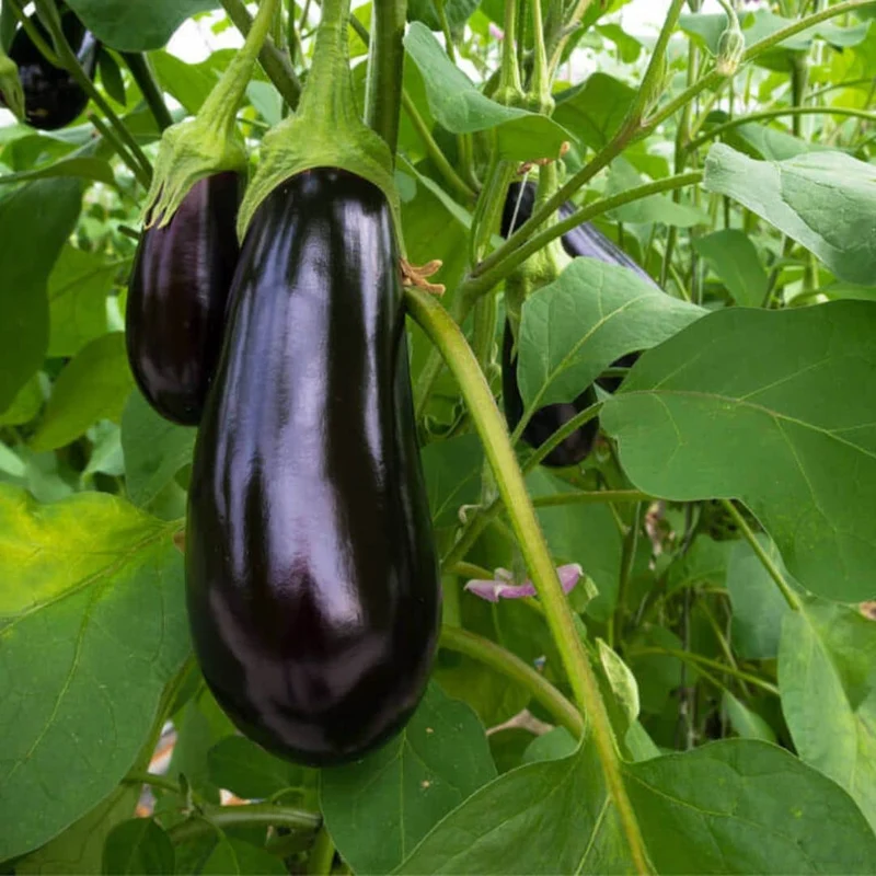 Aubergine Black Beauty — Graines