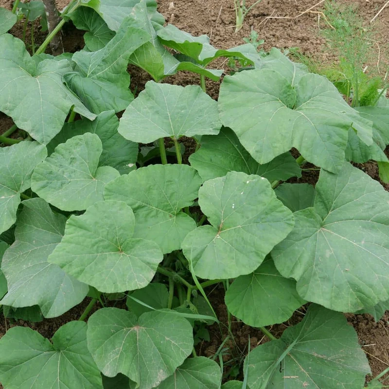 Courge Butternut — Graines