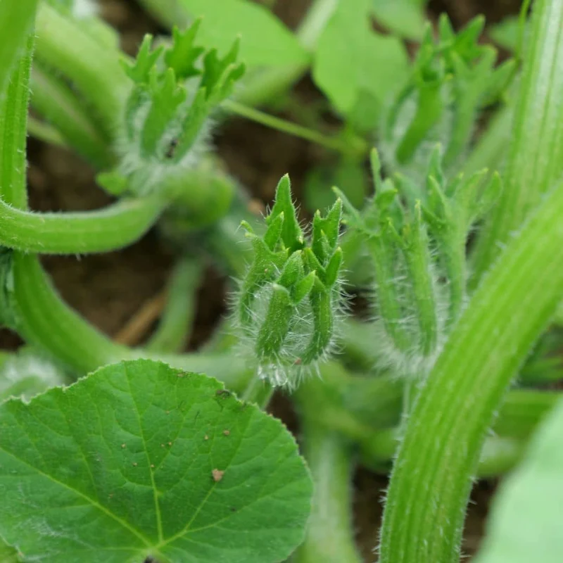 Courge Butternut — Graines