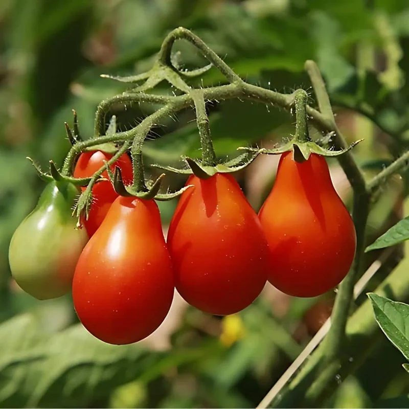 Tomate Red Pear — Graines
