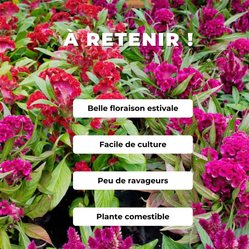 Célosie crête-de-coq — Graines