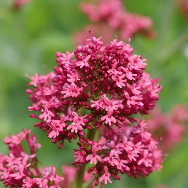 Valériane rouge — Graines ou plant