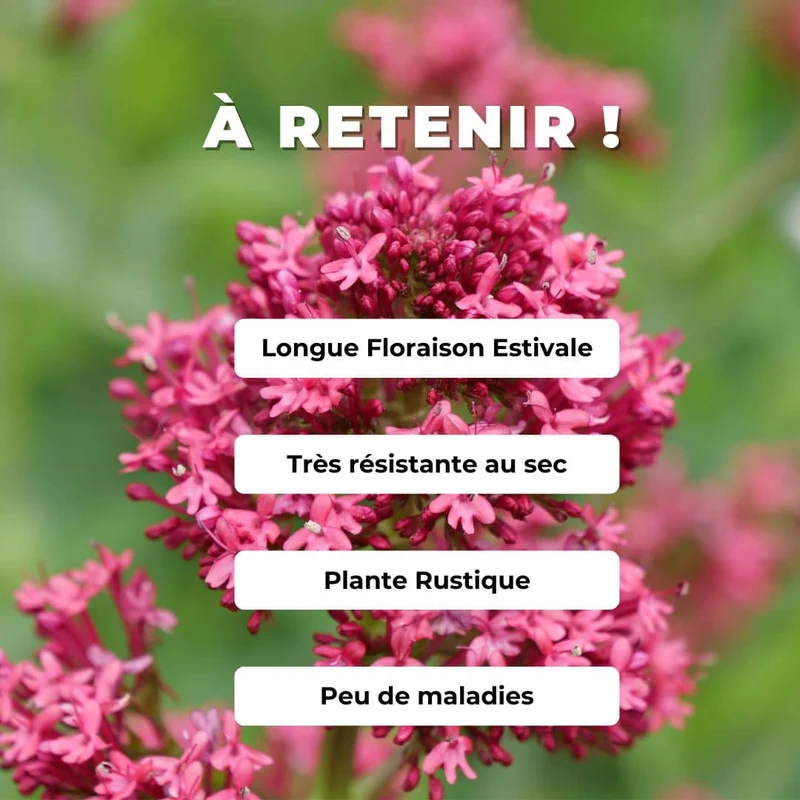 Valériane rouge — Graines ou plant