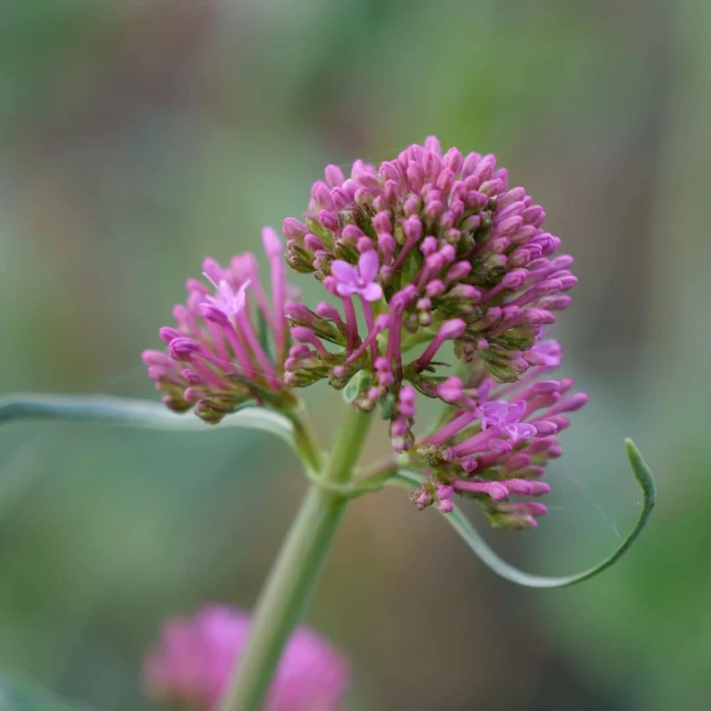Valériane rouge — Graines ou plant