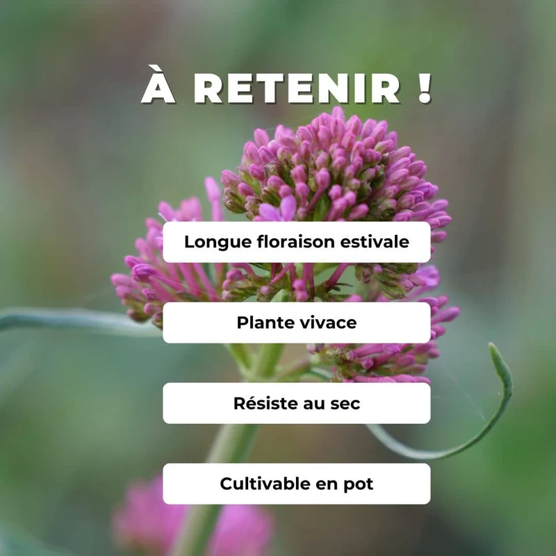 Valériane rouge — Graines ou plant