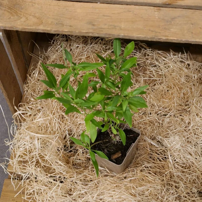 Valériane rouge — Graines ou plant