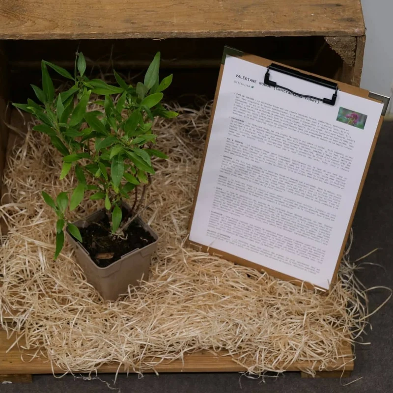 Valériane rouge — Graines ou plant