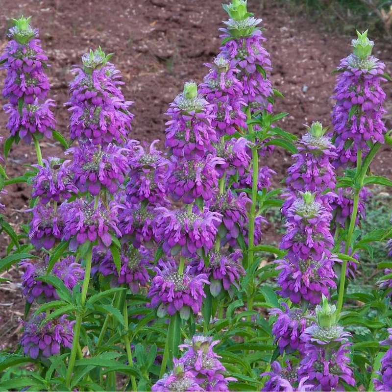 Monarde citron — Graines