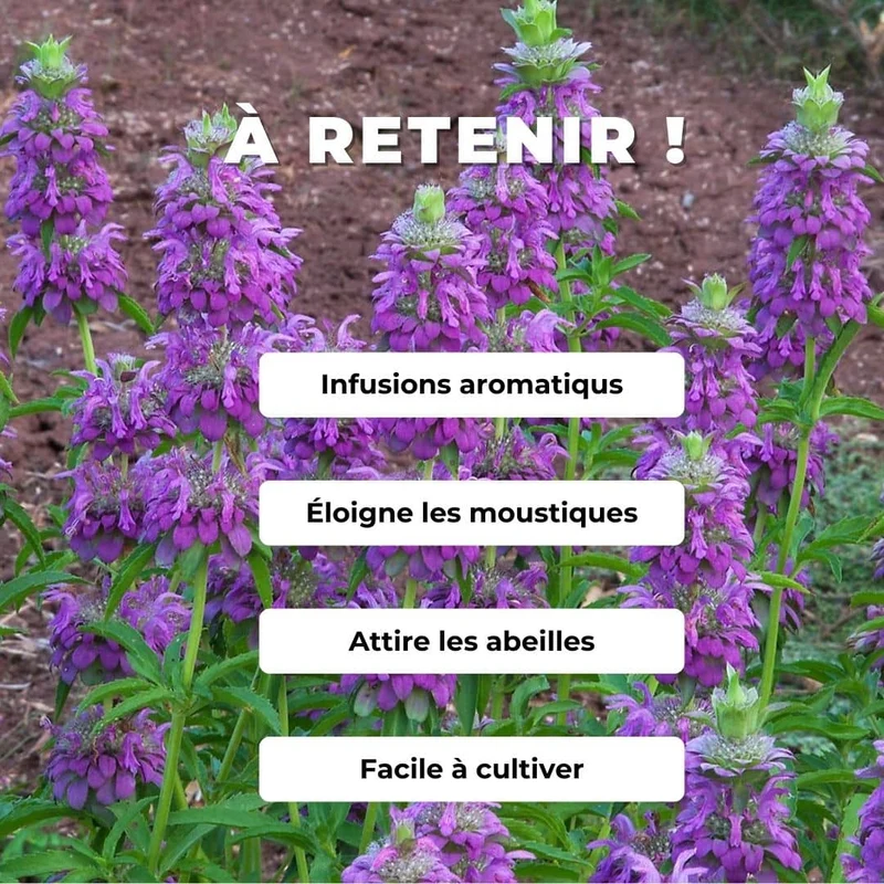 Monarde citron — Graines