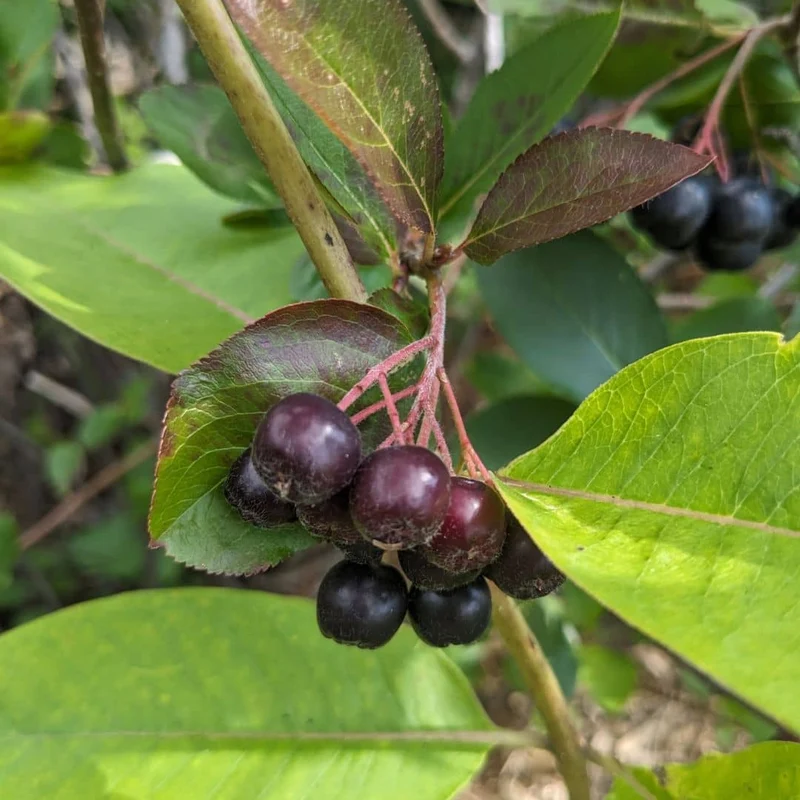 Aronia à fruits noirs — Plant