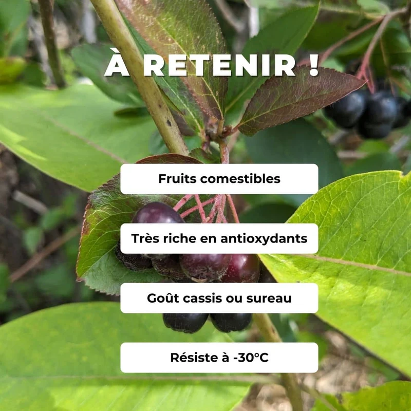 Aronia à fruits noirs — Plant