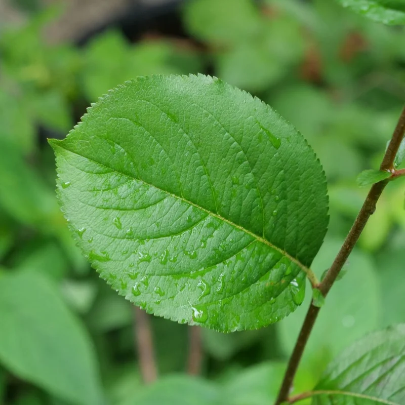 Aronia à fruits noirs — Plant