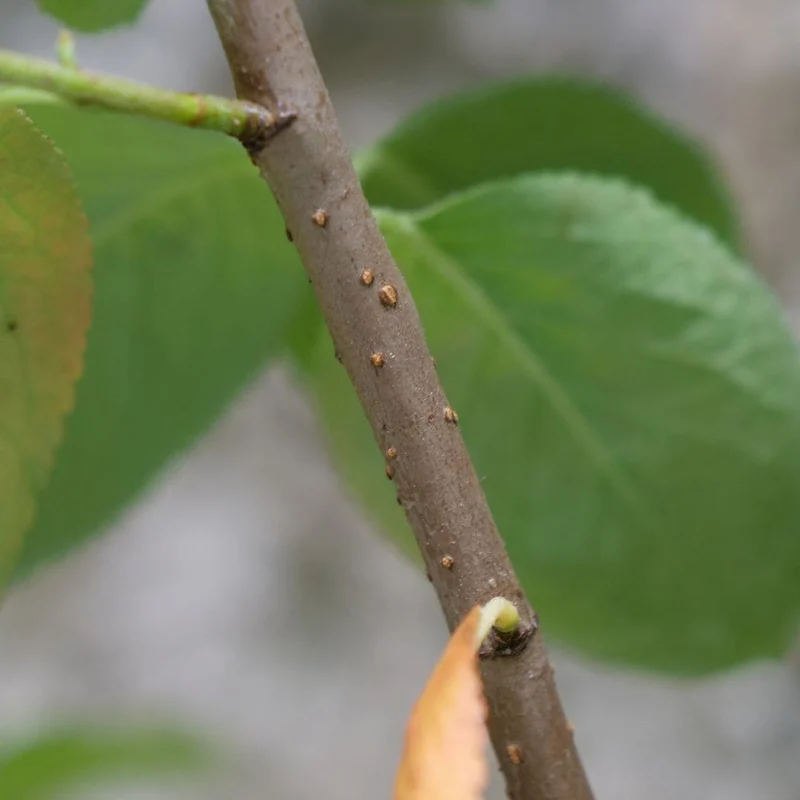 Aronia à fruits noirs — Plant