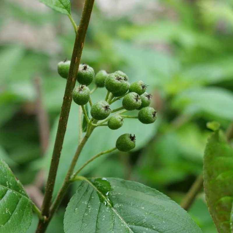 Aronia à fruits noirs — Plant