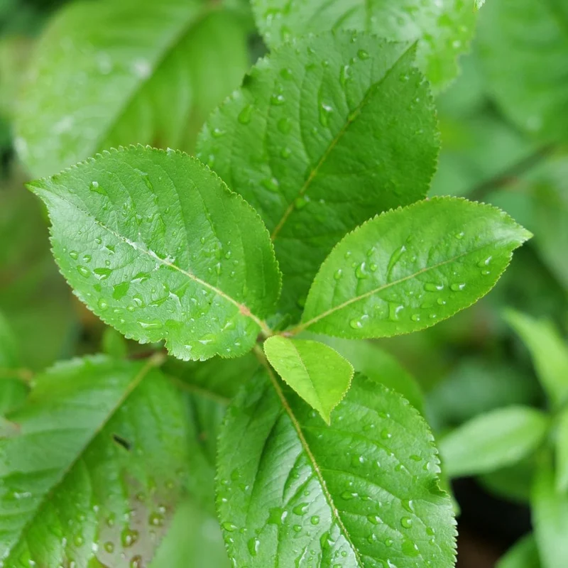 Aronia à fruits noirs — Plant