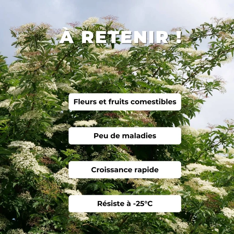 Sureau noir — Plant