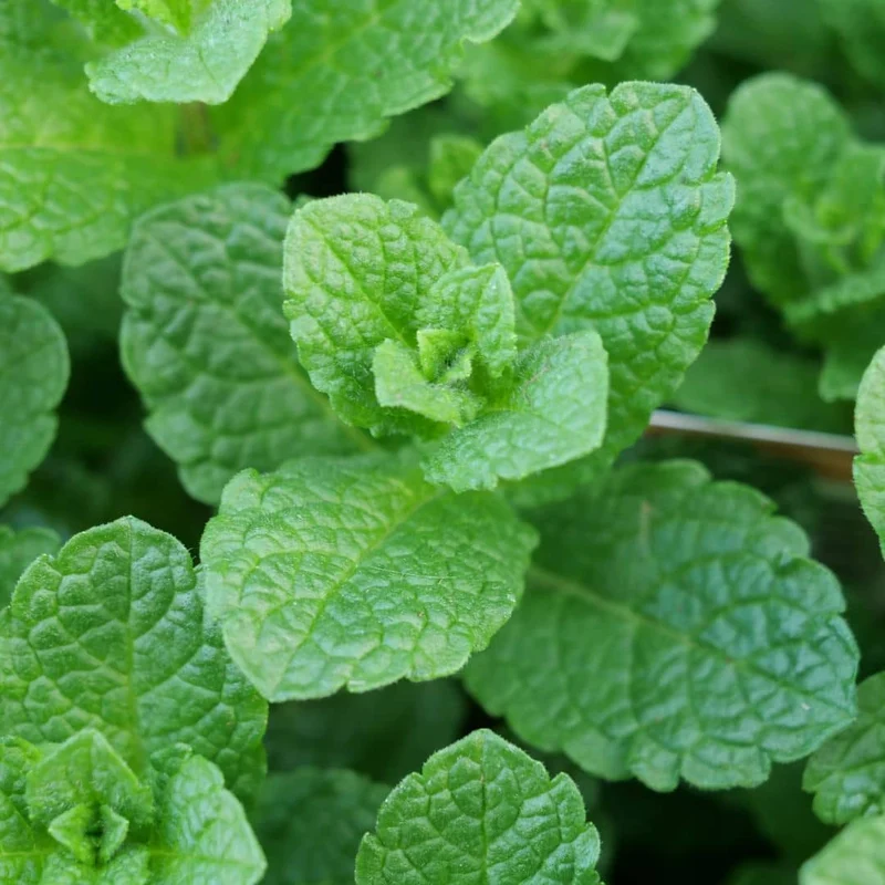 Menthe marocaine — Plant