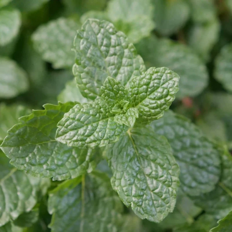 Menthe marocaine — Plant