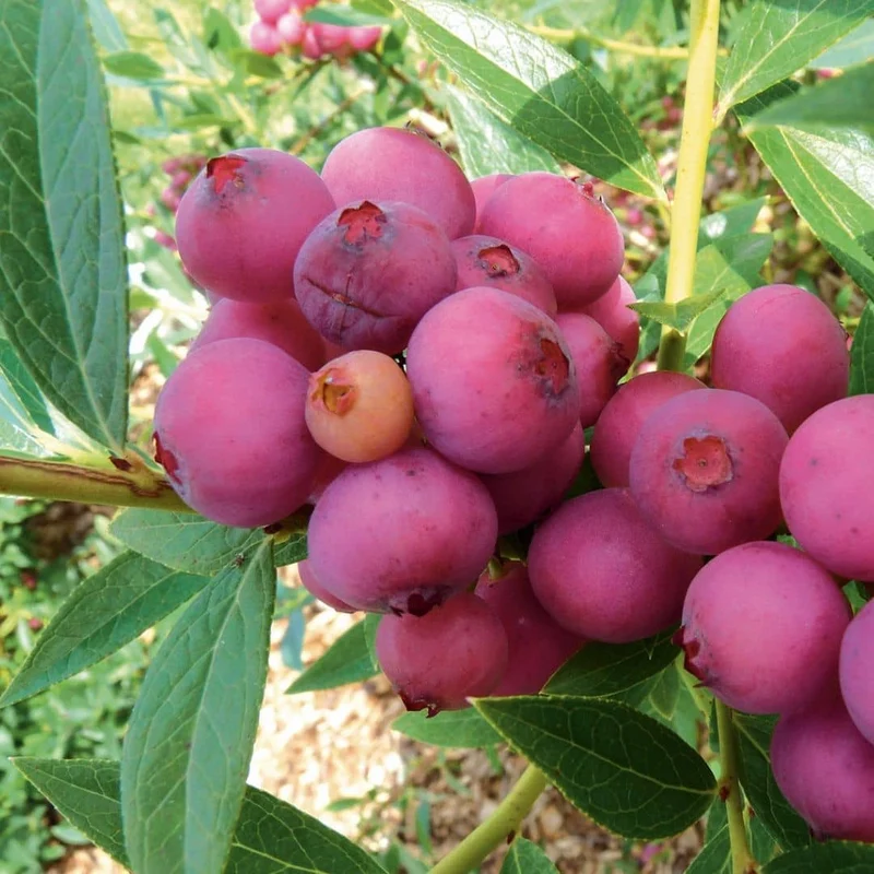 Myrtille rose Pink Lemonade — Plant