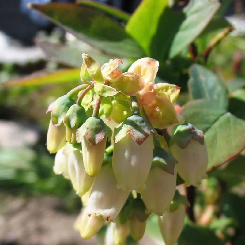 Myrtille rose Pink Lemonade — Plant