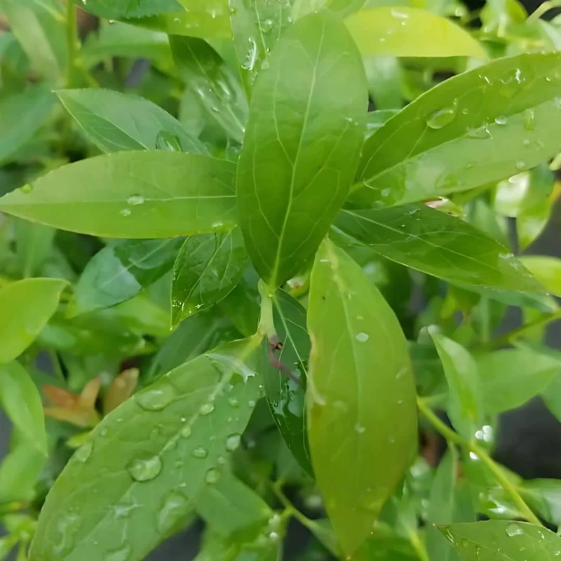 Myrtille rose Pink Lemonade — Plant