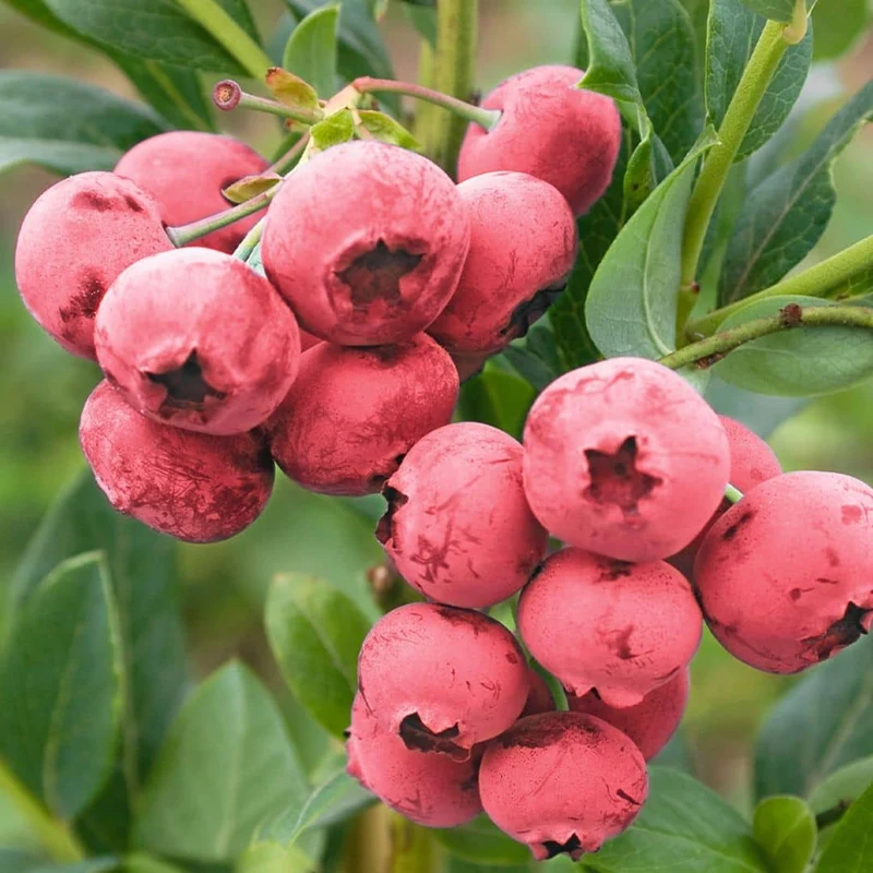 Myrtille rose Pink Lemonade — Plant