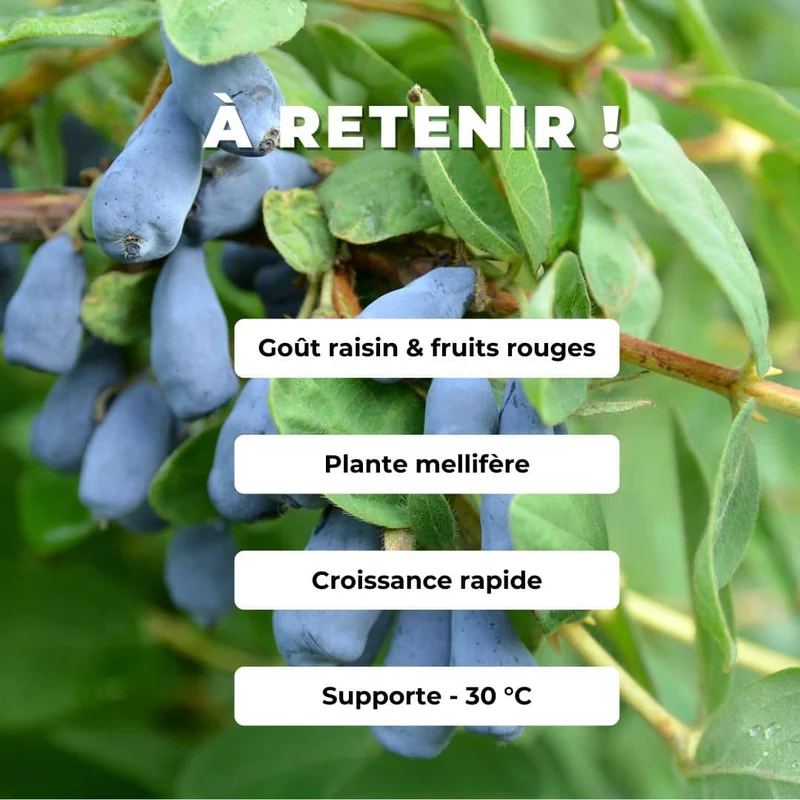 Camerisier — Myrtille de Sibérie — Plant