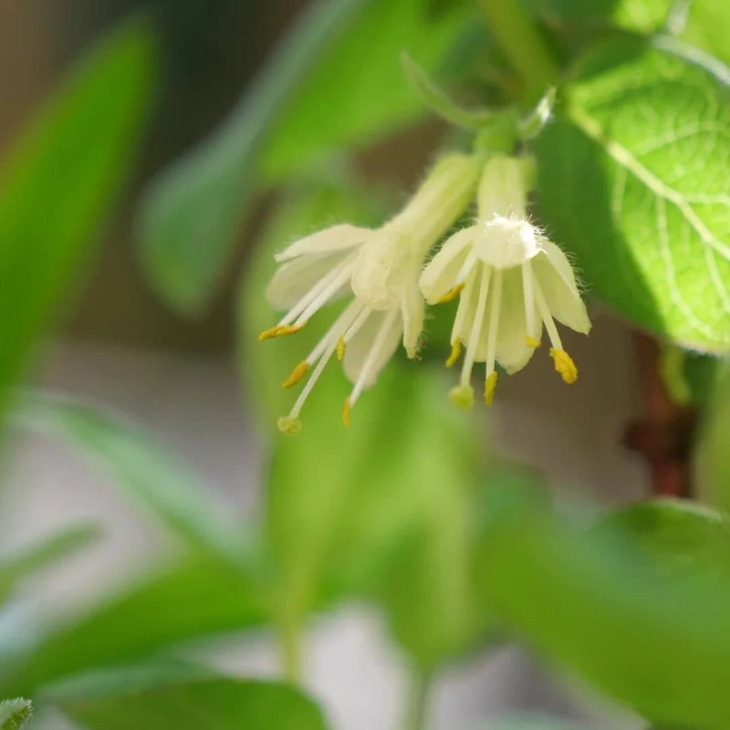 Camerisier — Myrtille de Sibérie — Plant
