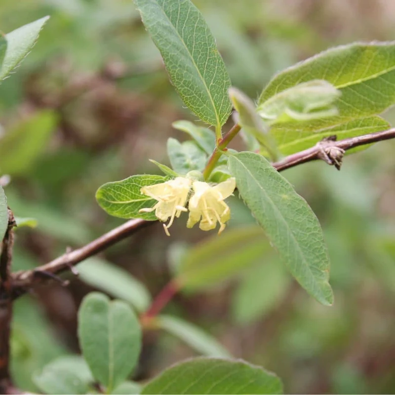 Camerisier — Myrtille de Sibérie — Plant