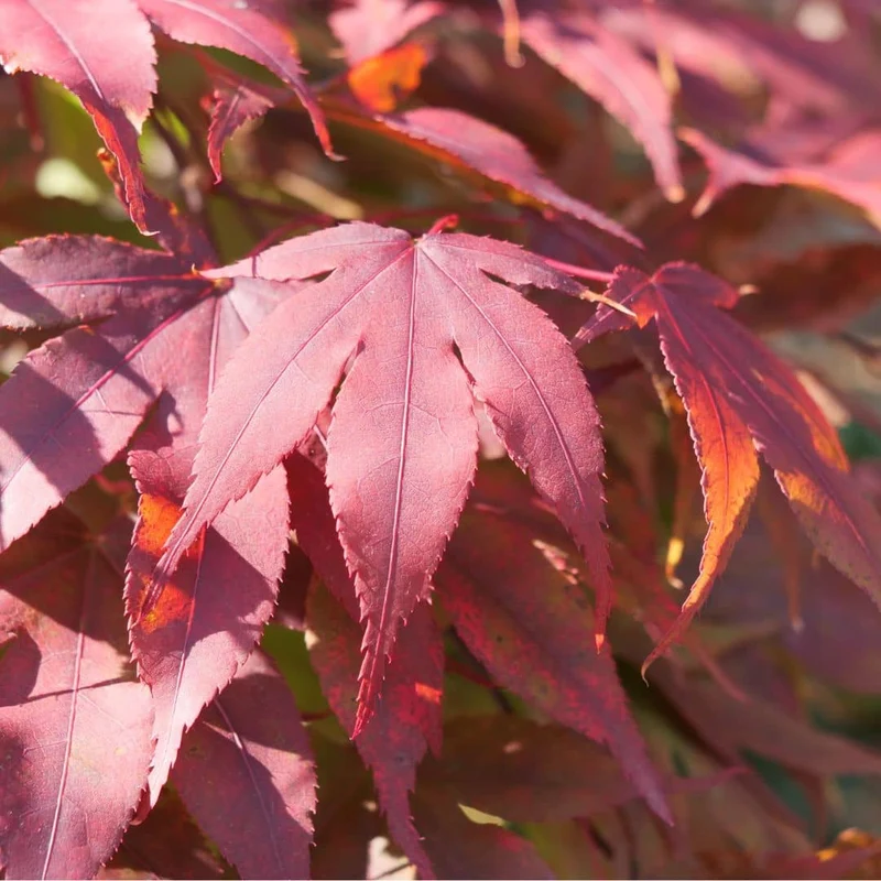 Érable du Japon vert — Graines ou plant