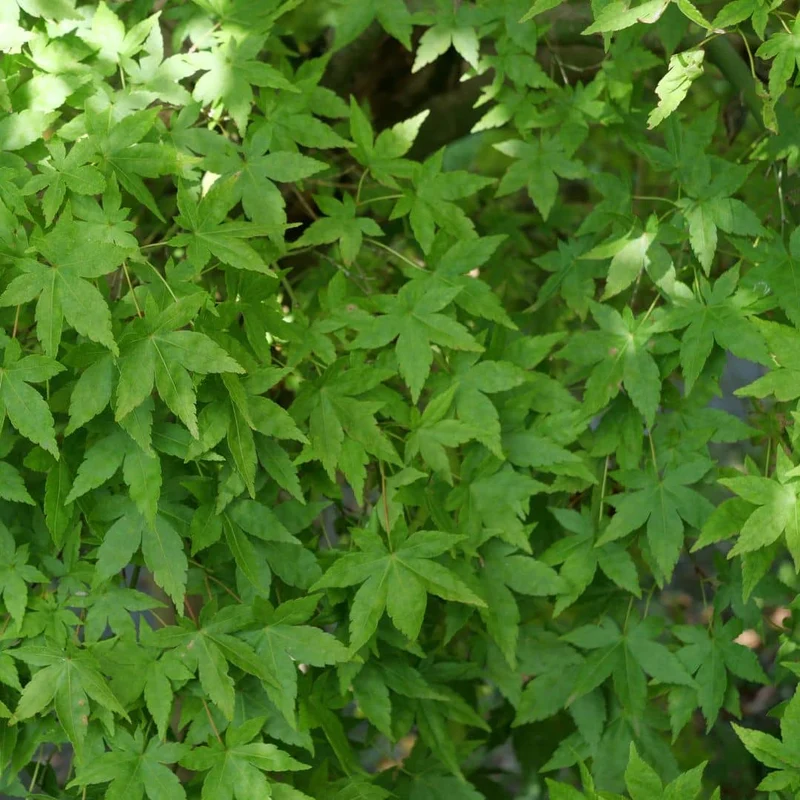 Érable du Japon vert — Graines ou plant