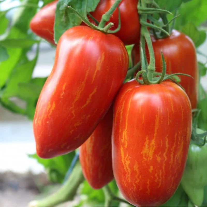Tomate Roma Zébrée — Graines