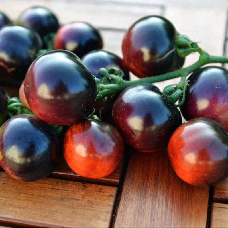 Tomate Indigo Rose — Graines
