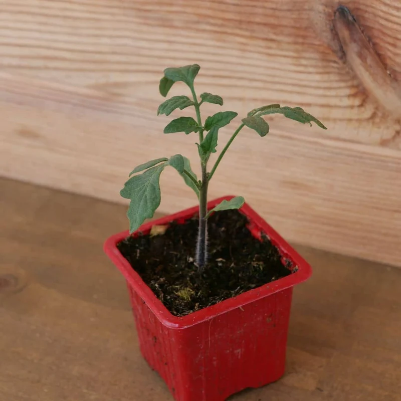 Tomate Indigo Rose — Graines