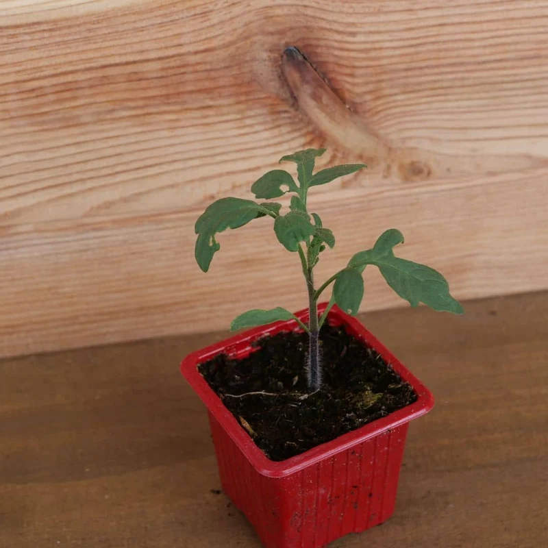 Tomate Indigo Rose — Graines