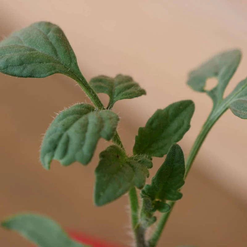 Tomate Indigo Rose — Graines