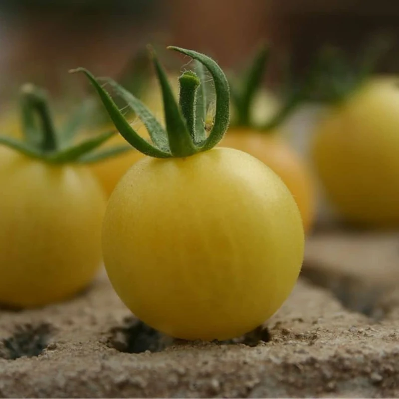 Tomate White Cherry — Graines