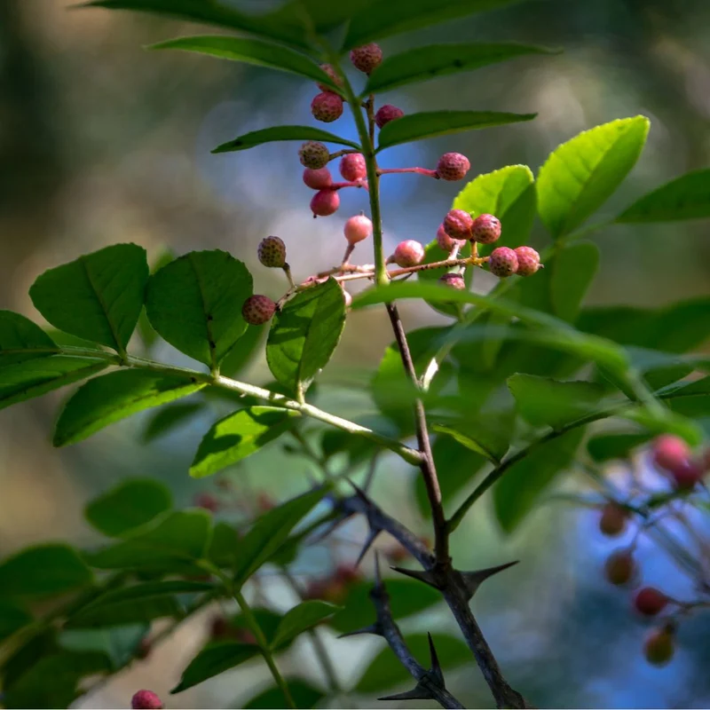 Poivrier du Sichuan — Sansho — Graines ou plant