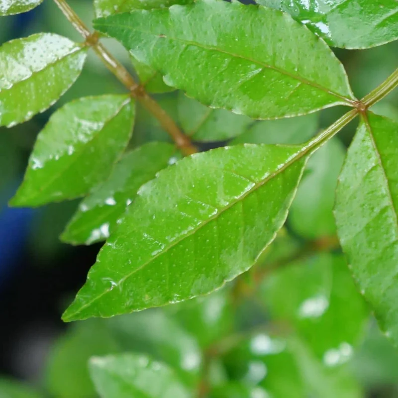 Poivrier du Sichuan — Sansho — Graines ou plant