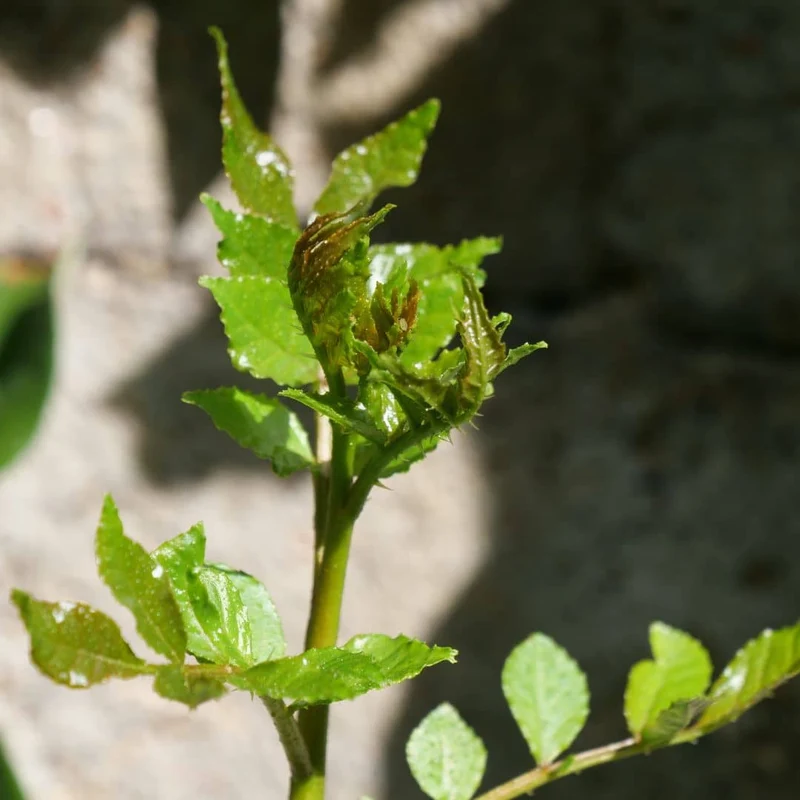 Poivrier du Sichuan — Sansho — Graines ou plant