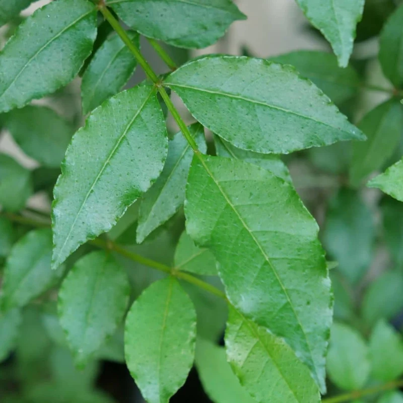 Poivrier du Sichuan — Sansho — Graines ou plant