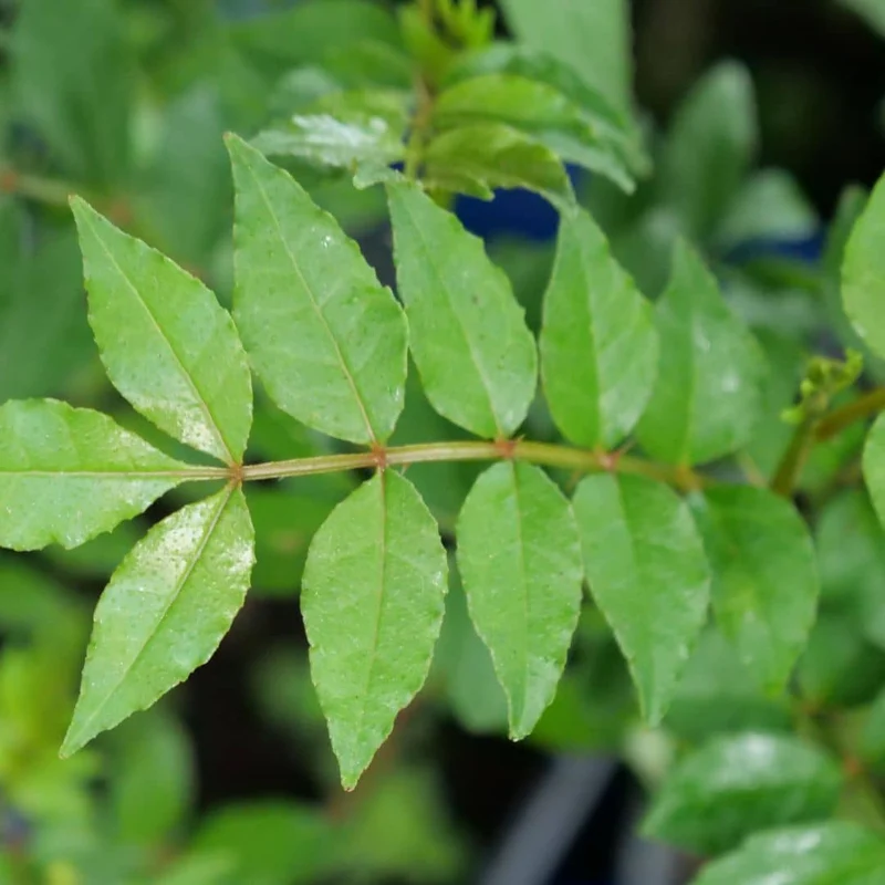 Poivrier du Sichuan — Sansho — Graines ou plant
