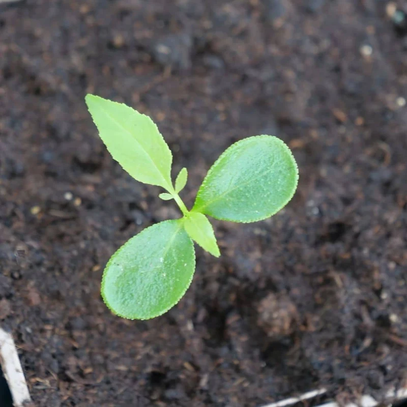 Poivrier du Sichuan — Sansho — Graines ou plant