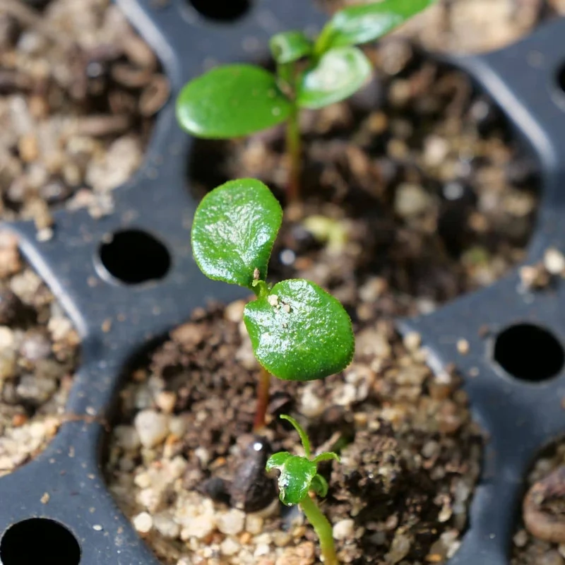 Poivrier du Sichuan — Sansho — Graines ou plant