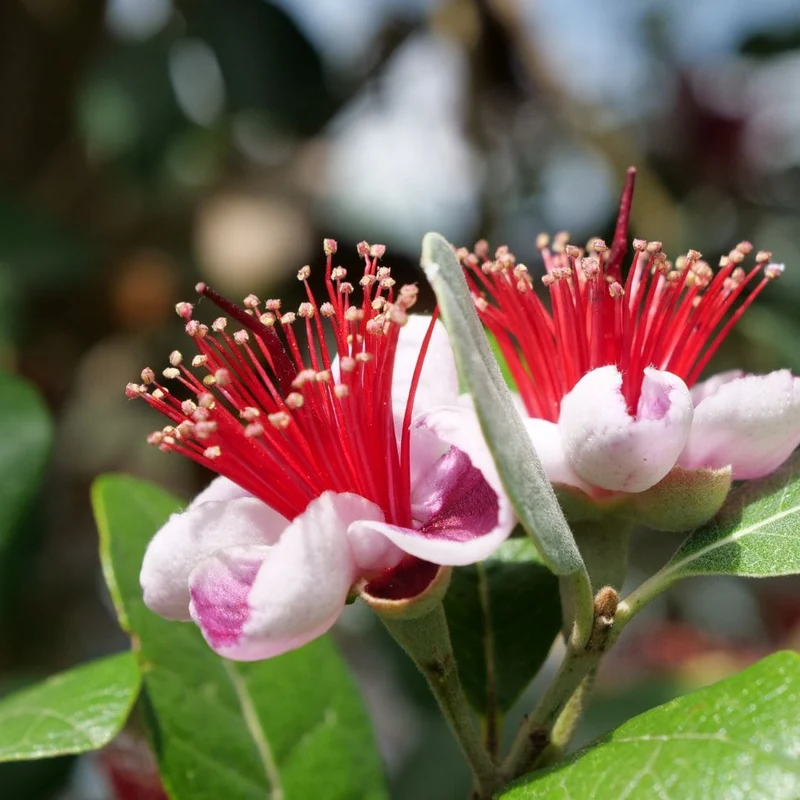 Goyavier du Brésil — Feijoa — Graines ou plant