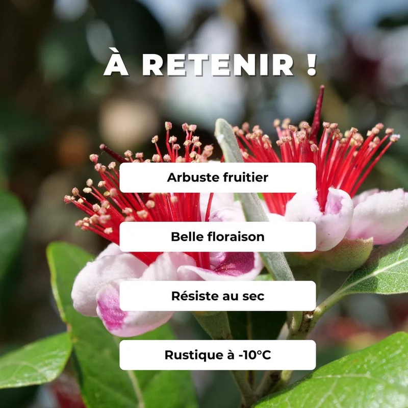 Goyavier du Brésil — Feijoa — Graines ou plant