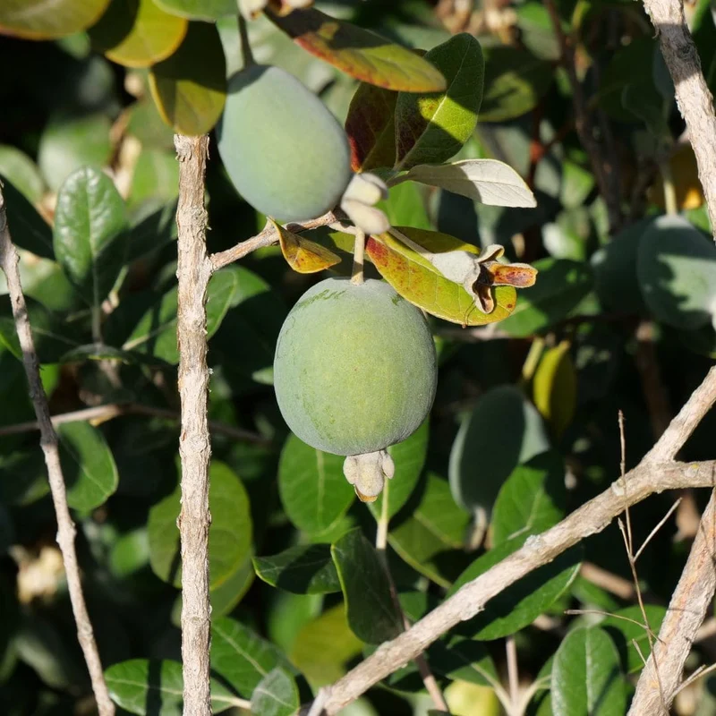 Goyavier du Brésil — Feijoa — Graines ou plant