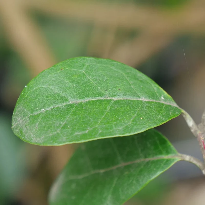 Goyavier du Brésil — Feijoa — Graines ou plant