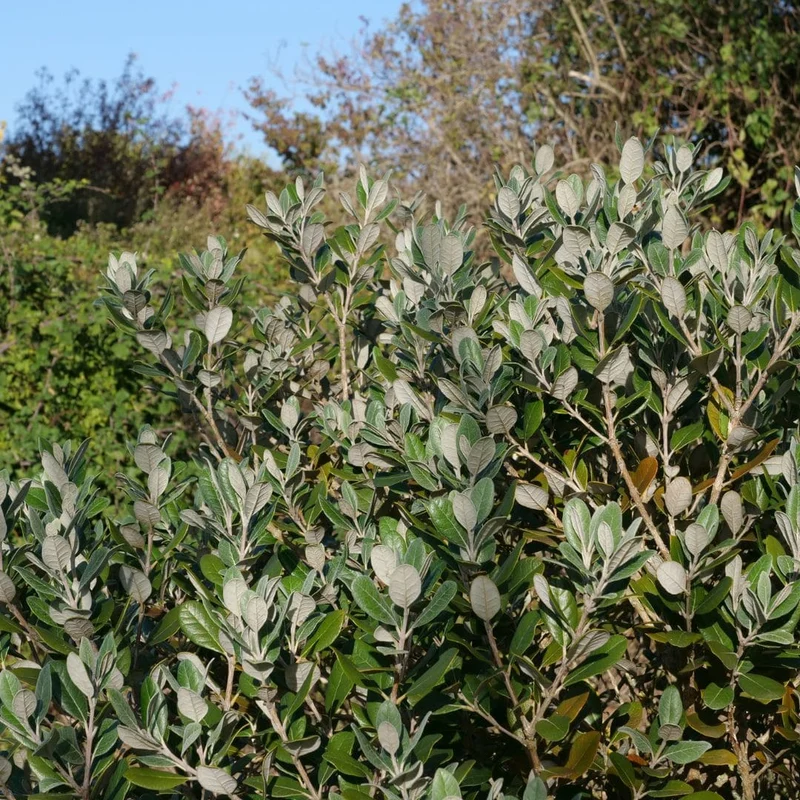 Goyavier du Brésil — Feijoa — Graines ou plant