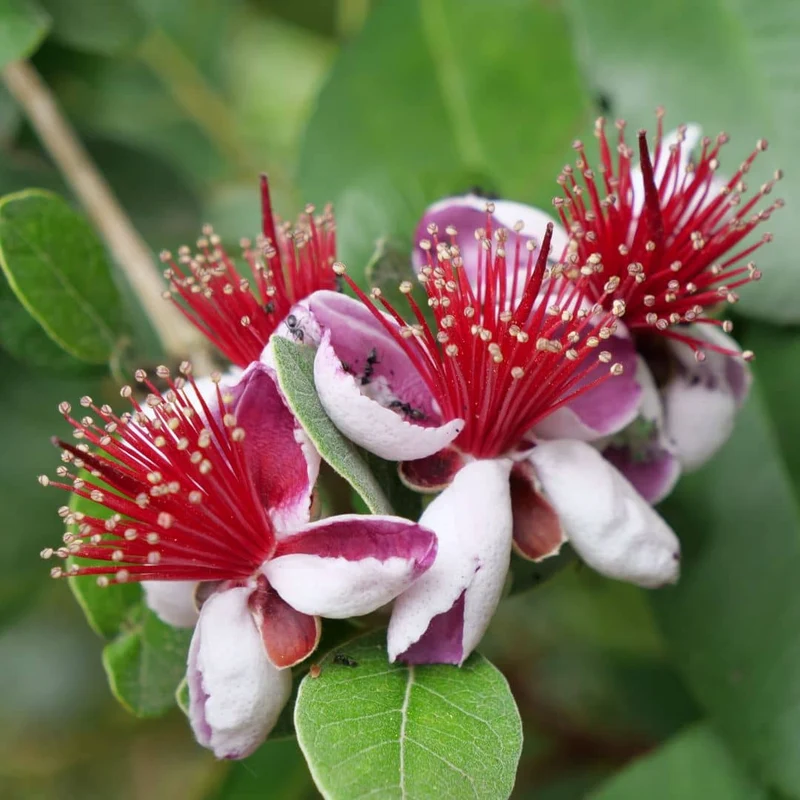 Goyavier du Brésil — Feijoa — Graines ou plant